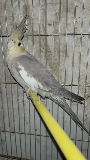 Cockatiel Bird