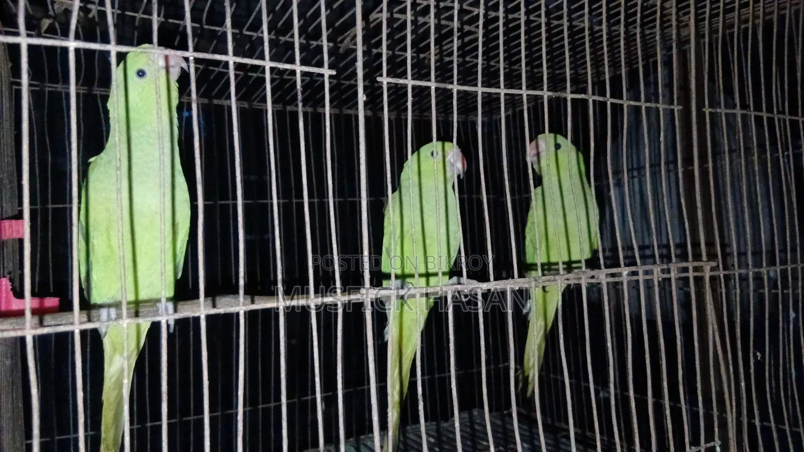 3 Baby Parrots 3 Months Old