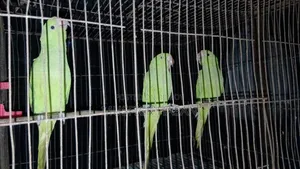 3 Baby Parrots 3 Months Old