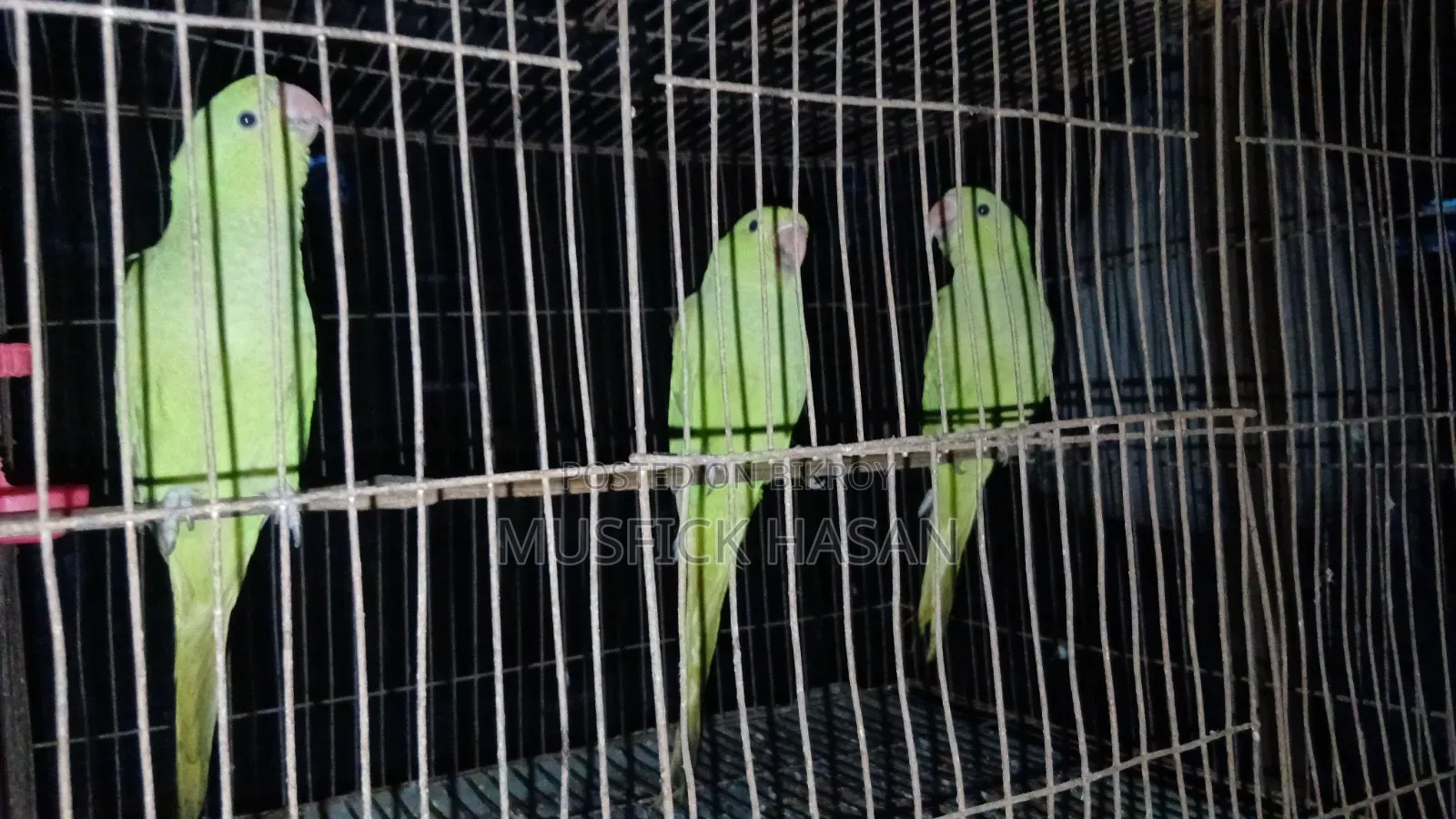 3 Baby Parrots 3 Months Old