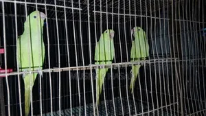 3 Baby Parrots 3 Months Old