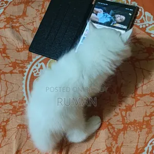 1-3 months Female Purebred Persian