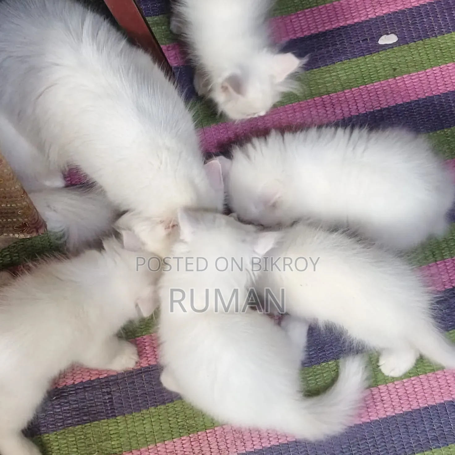 1-3 months Female Purebred Persian