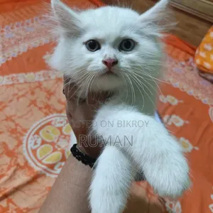 1-3 months Female Purebred Persian