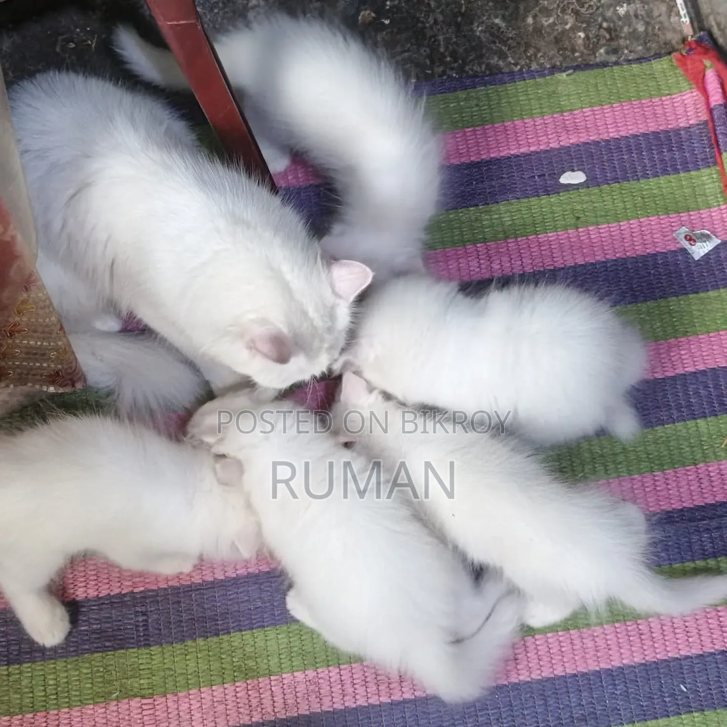 1-3 months Female Purebred Persian