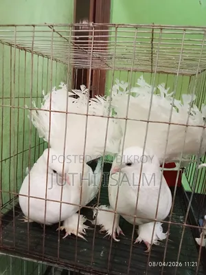 Alhamdulillah this pair of pigeons lay eggs and hatch very nicely