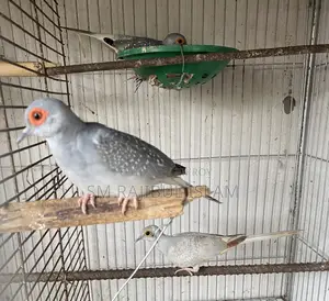 রানিং কিছু ডায়মন্ড ডাব সেল করা হবে