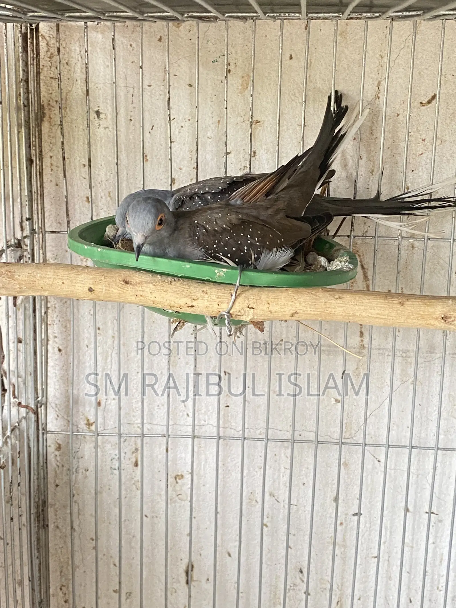 রানিং কিছু ডায়মন্ড ডাব সেল করা হবে