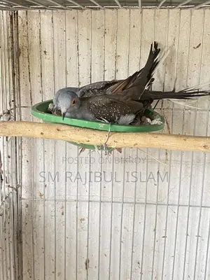 রানিং কিছু ডায়মন্ড ডাব সেল করা হবে