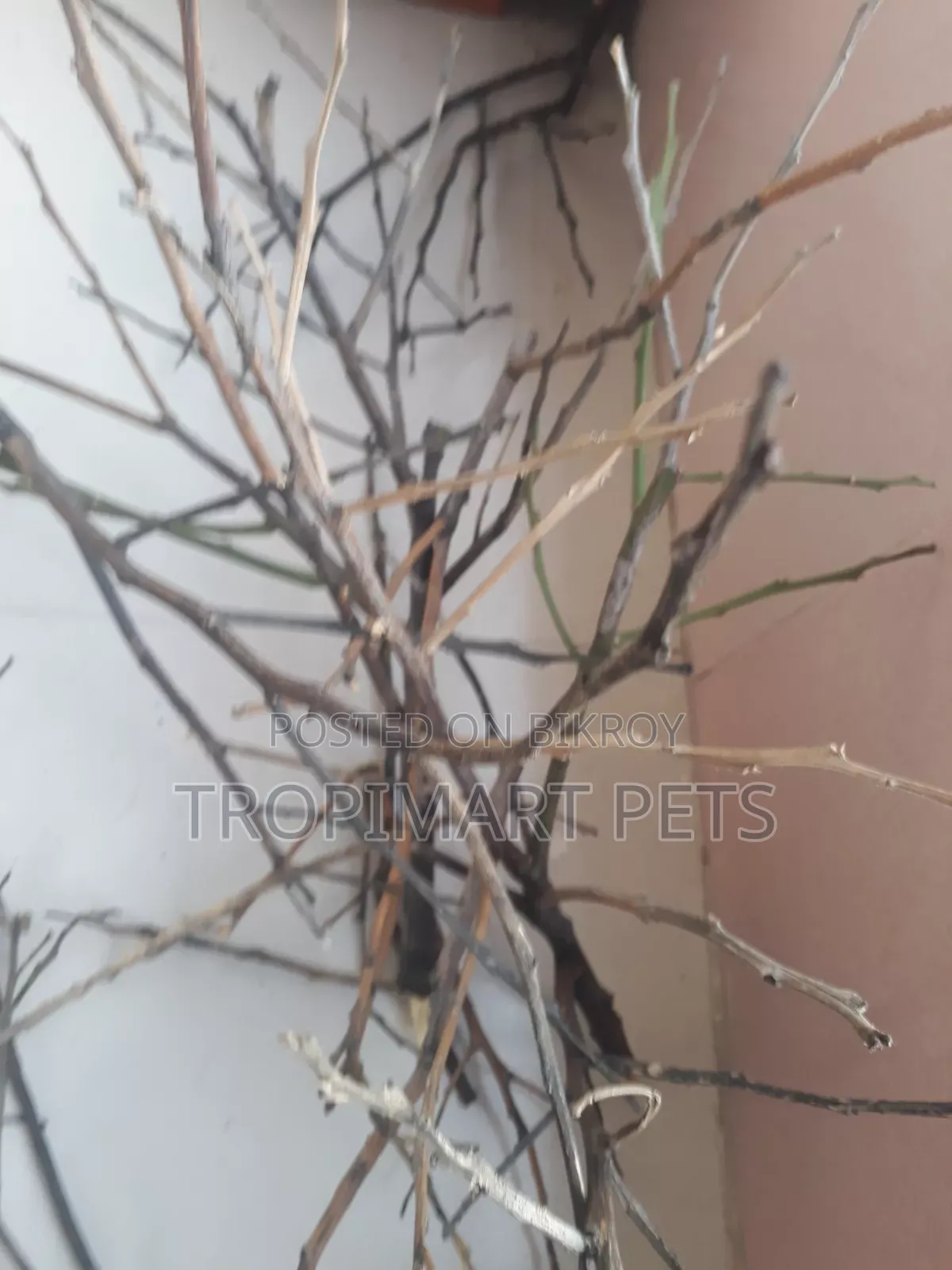 Aquarium Decoration Wood. Cheapest Price.