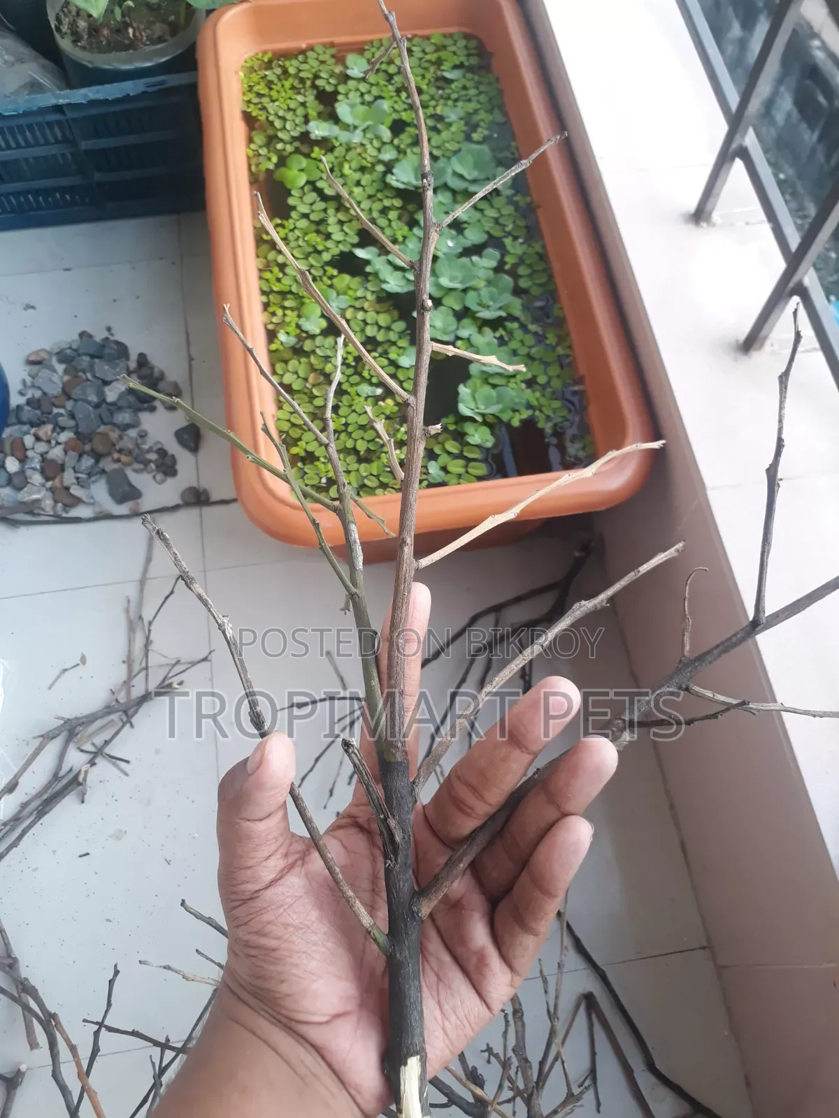 Aquarium Decoration Wood. Cheapest Price.