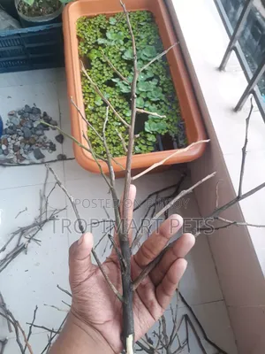 Aquarium Decoration Wood. Cheapest Price.