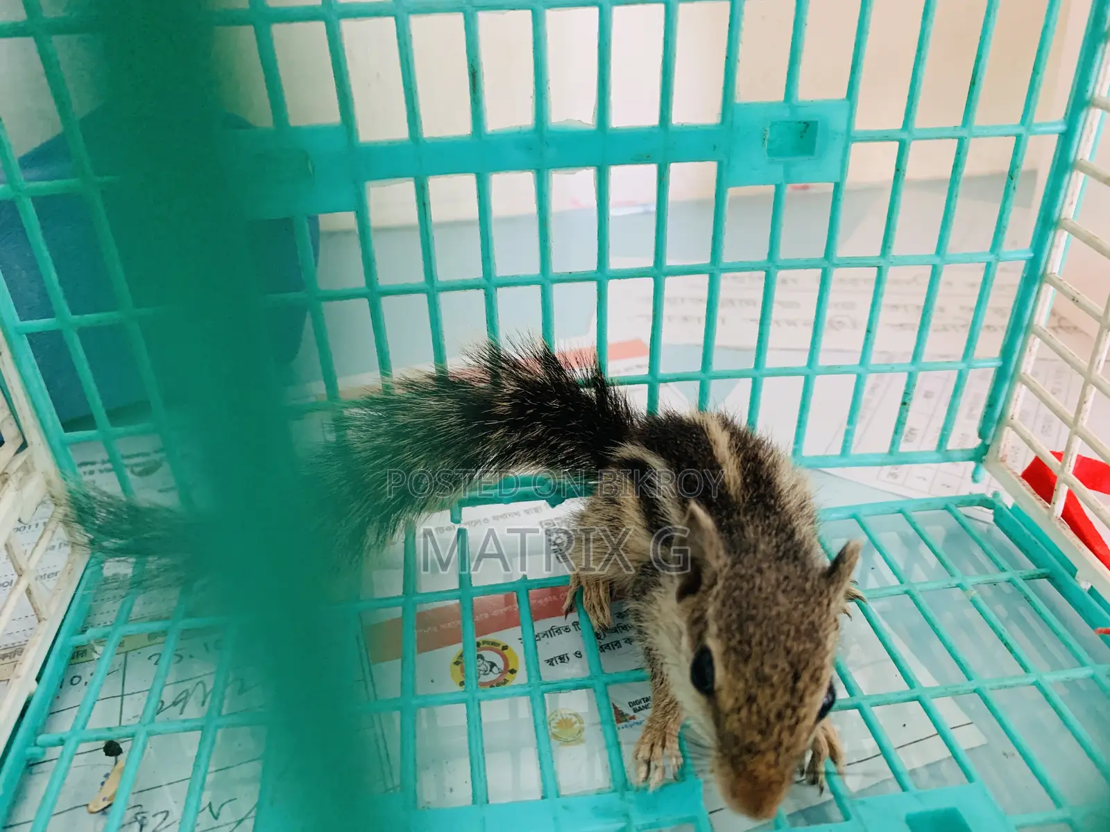 Squirrel
