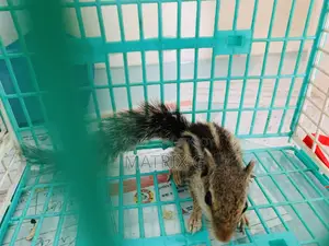 Squirrel