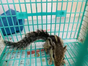 Squirrel