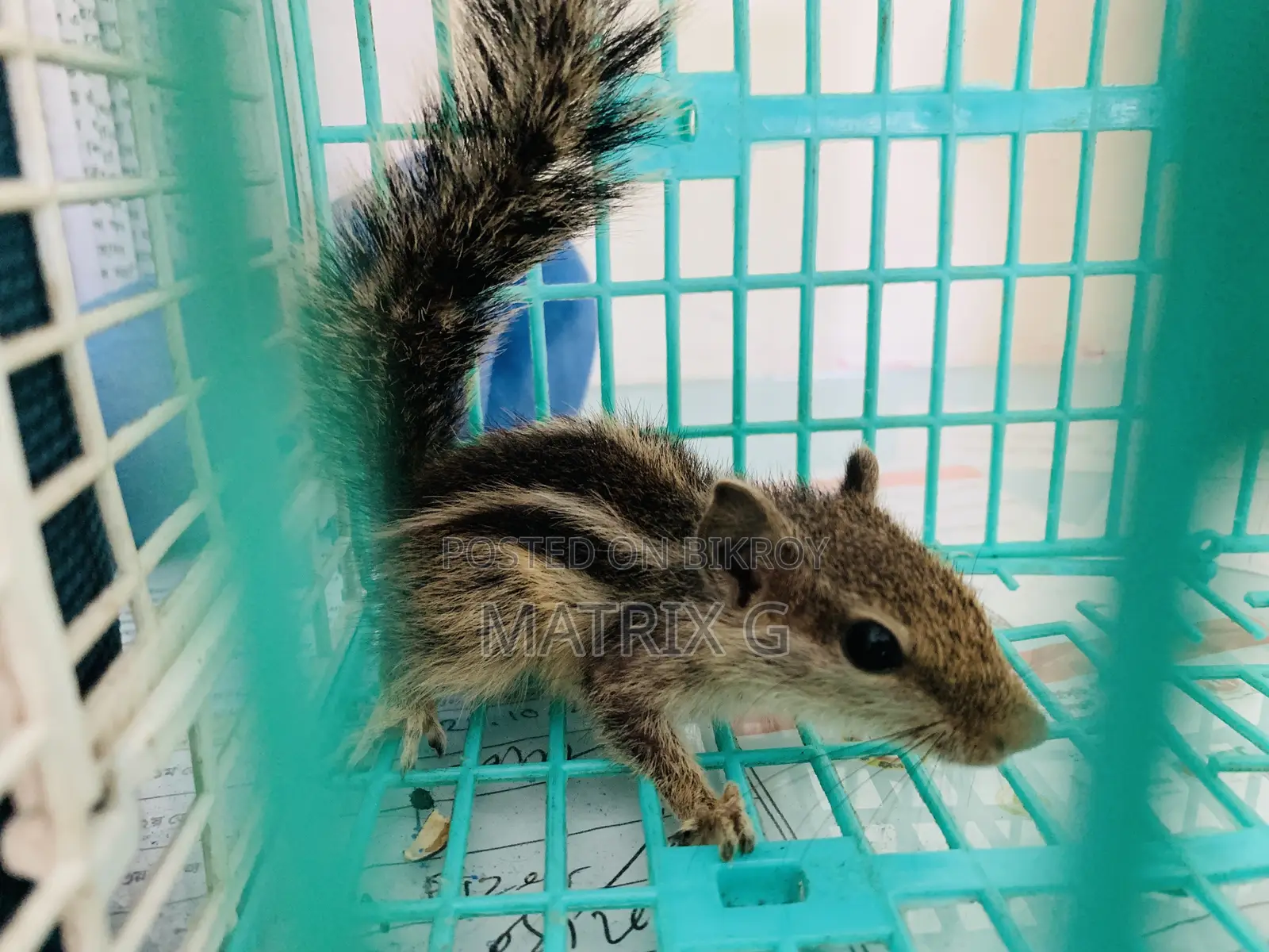 Squirrel