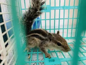 Squirrel