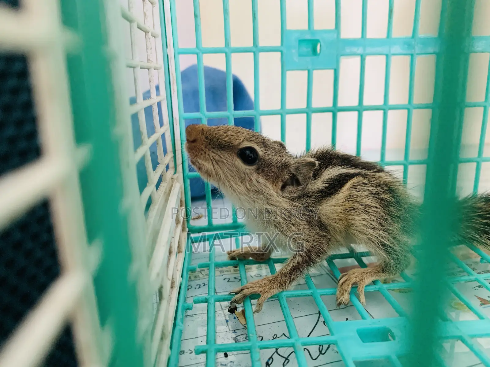 Squirrel
