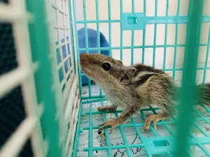 Squirrel