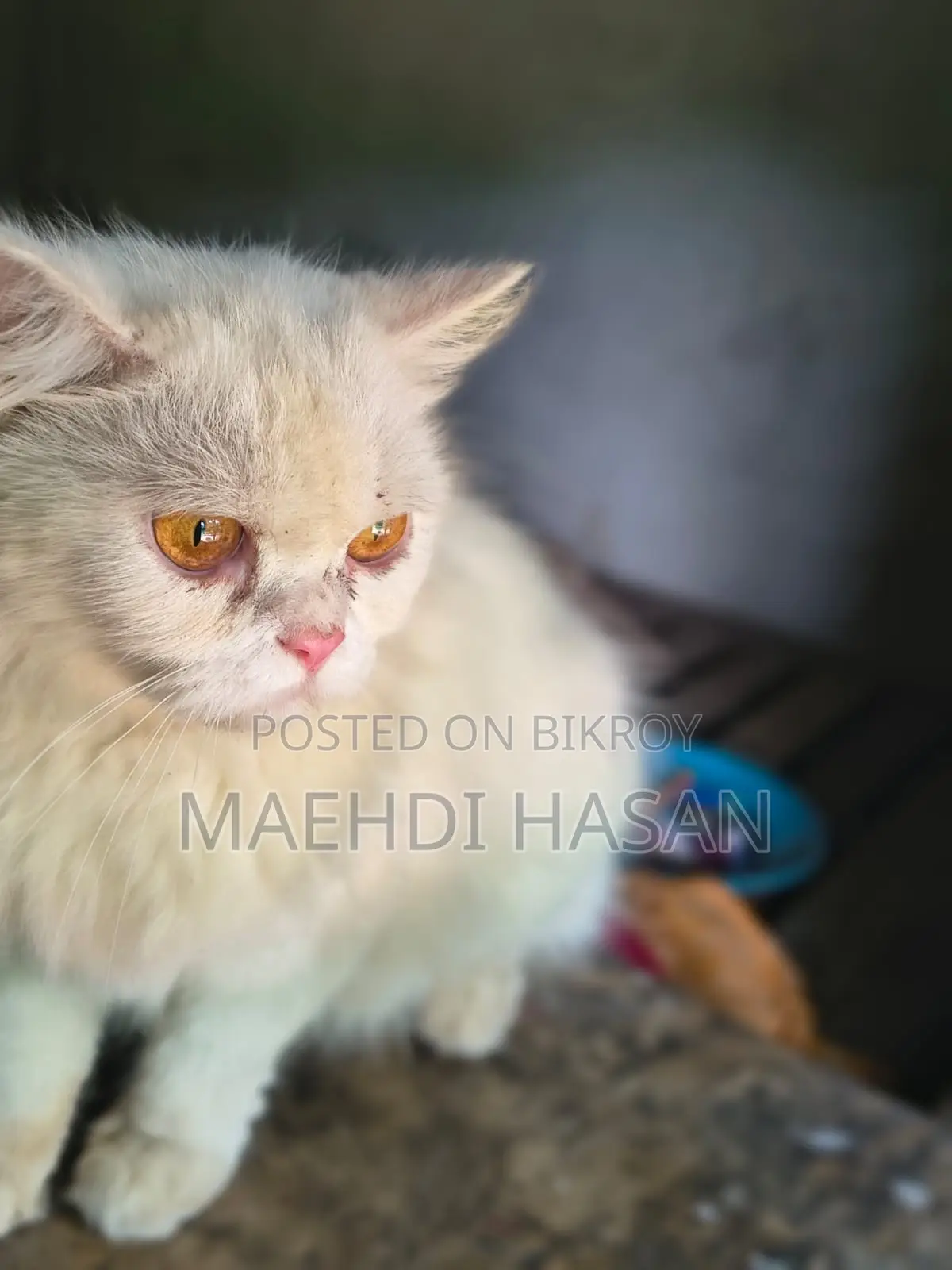 1+ Year Female Purebred Persian