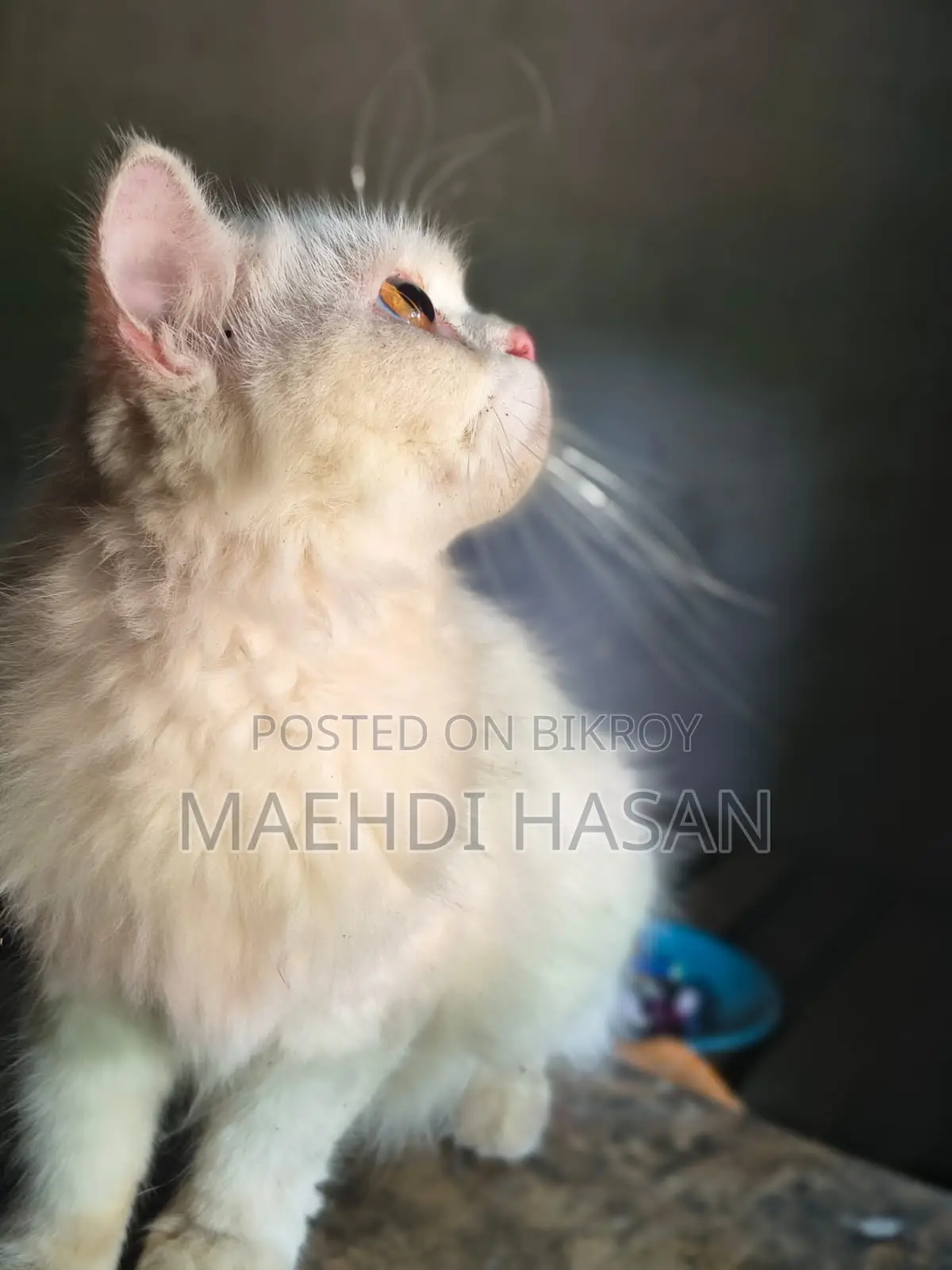 1+ Year Female Purebred Persian