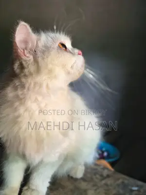 1+ Year Female Purebred Persian