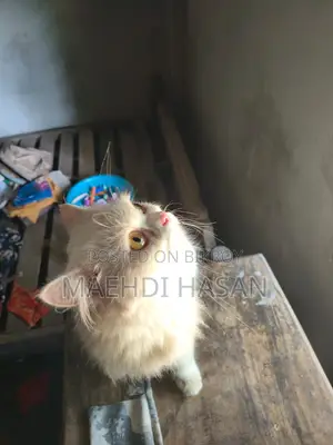 1+ Year Female Purebred Persian