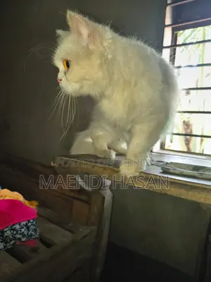 1+ Year Female Purebred Persian