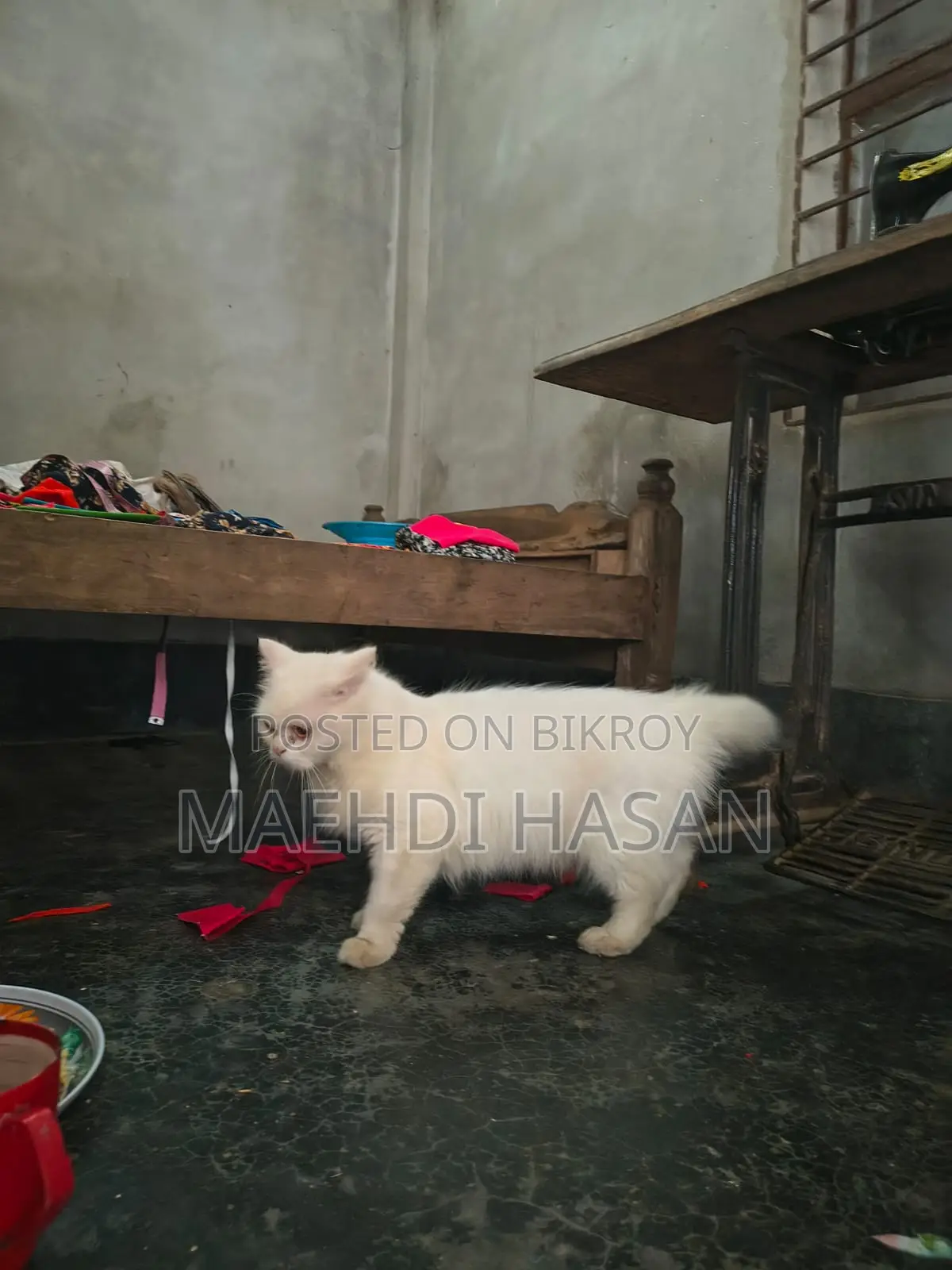 1+ Year Female Purebred Persian