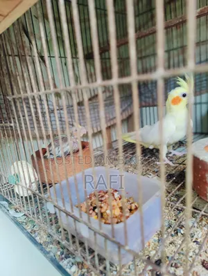 Cockatiel Baby for Sale