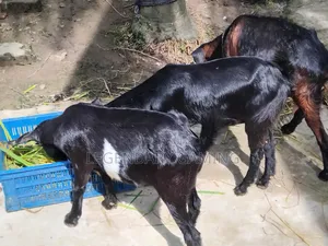 খাসি ছাগল এবং মা