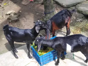খাসি ছাগল এবং মা