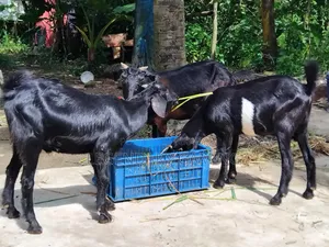 খাসি ছাগল এবং মা