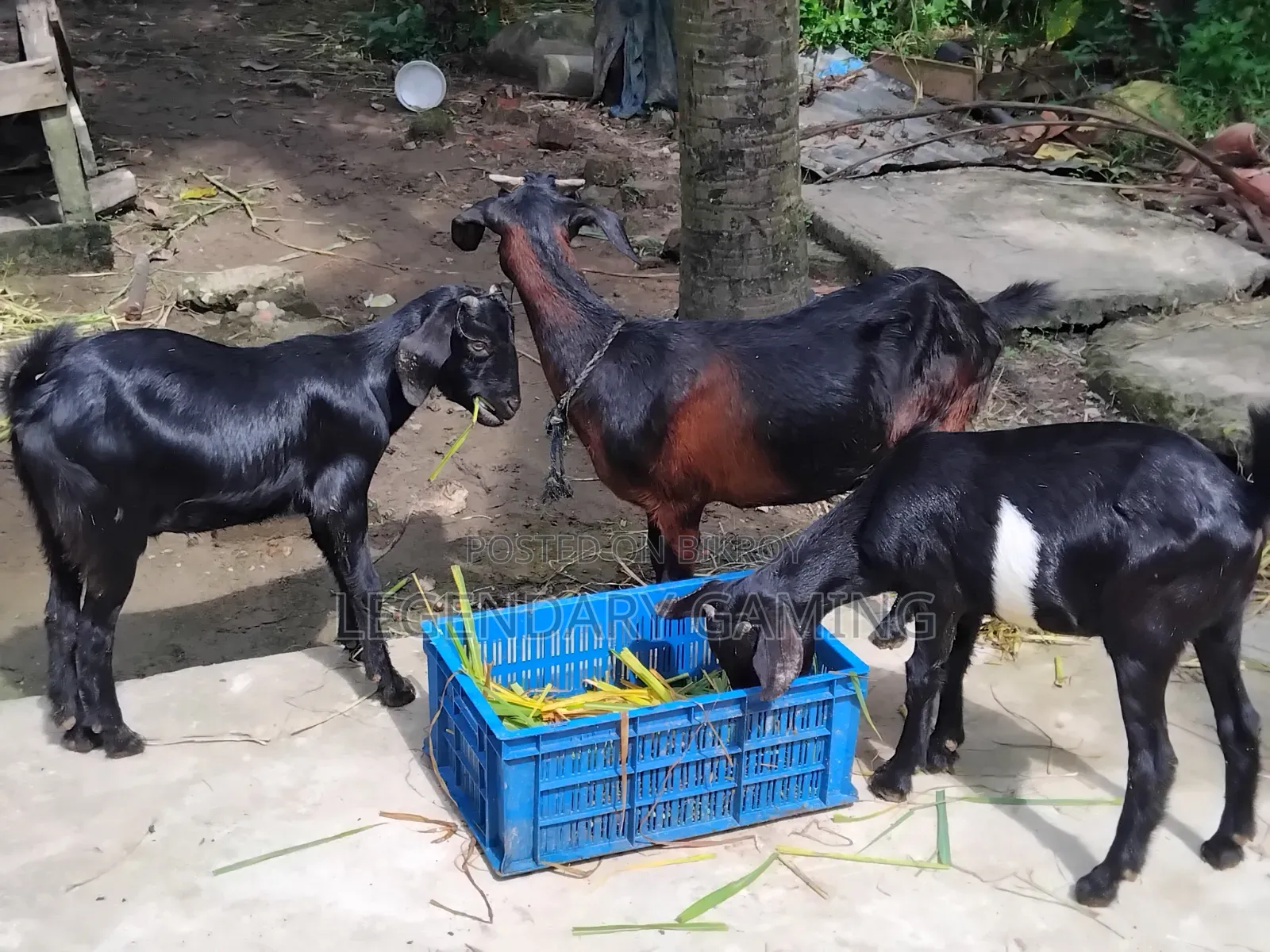 খাসি ছাগল এবং মা