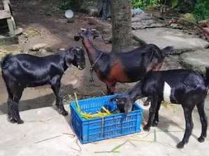 খাসি ছাগল এবং মা