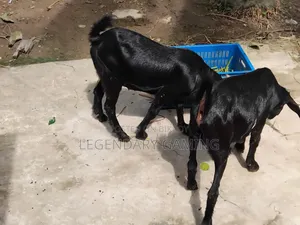 খাসি ছাগল এবং মা