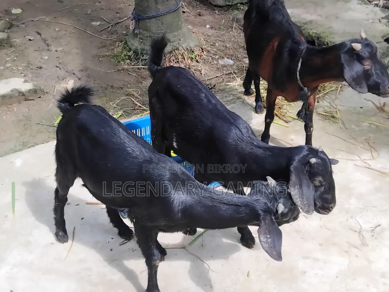 খাসি ছাগল এবং মা