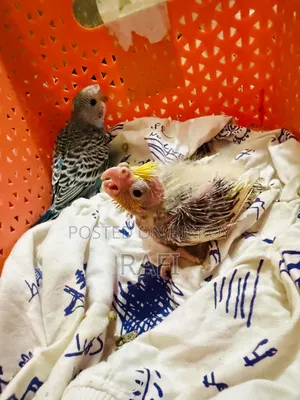 Cockatiel Baby for Sale