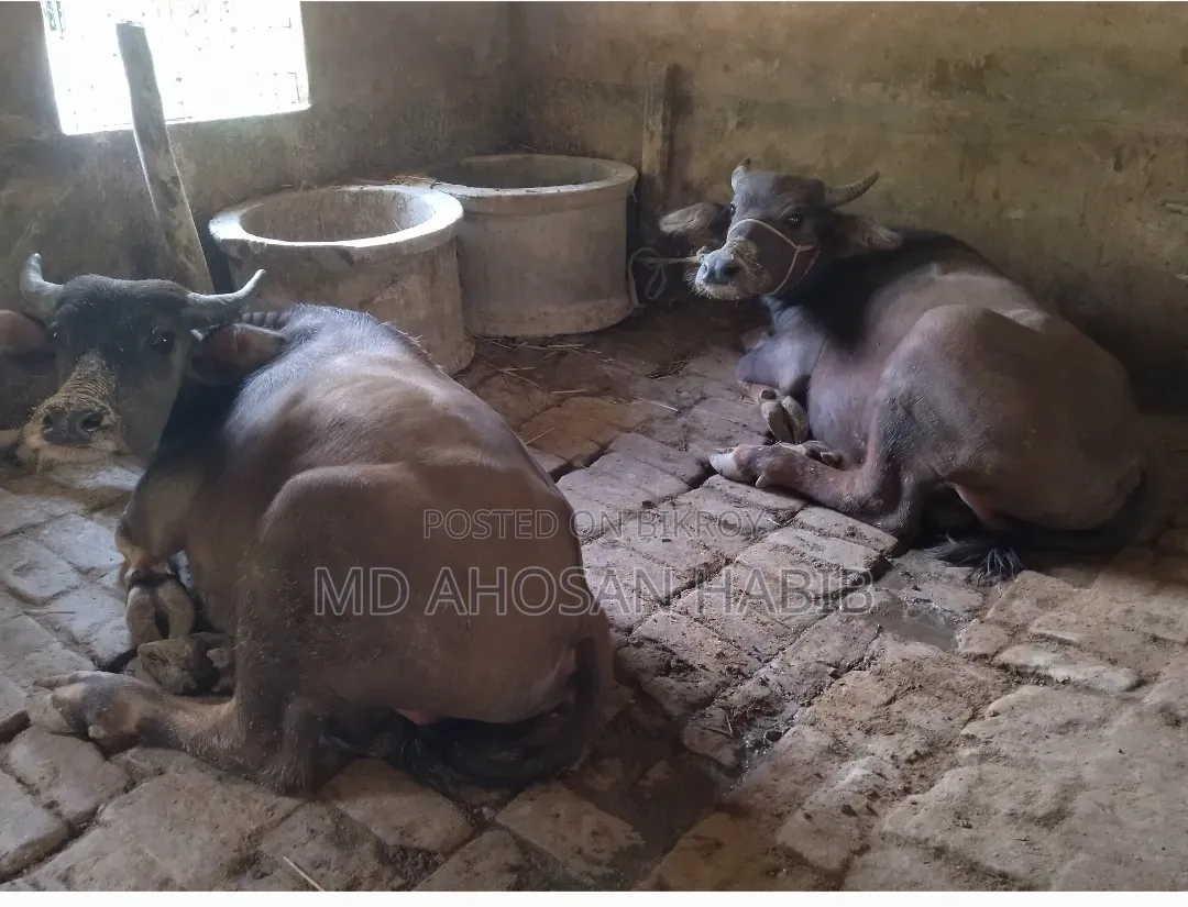 Buffalo Sale