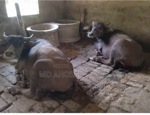 Buffalo Sale