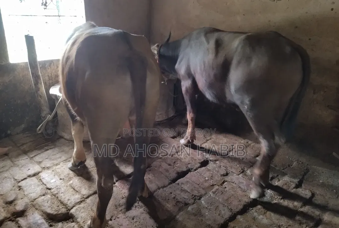 Buffalo Sale