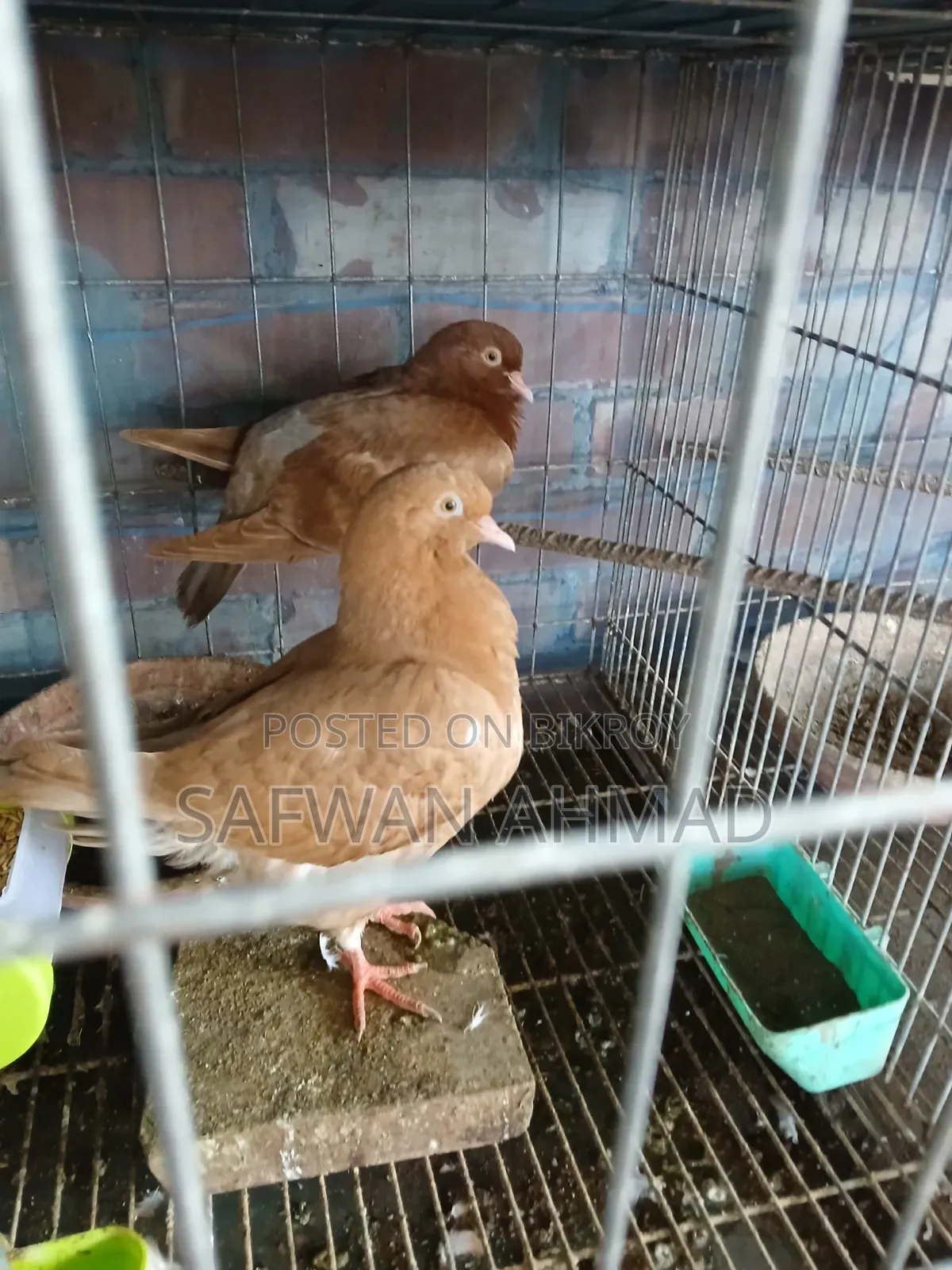এক জোড়া কিং কবুতর