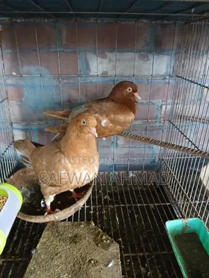 এক জোড়া কিং কবুতর