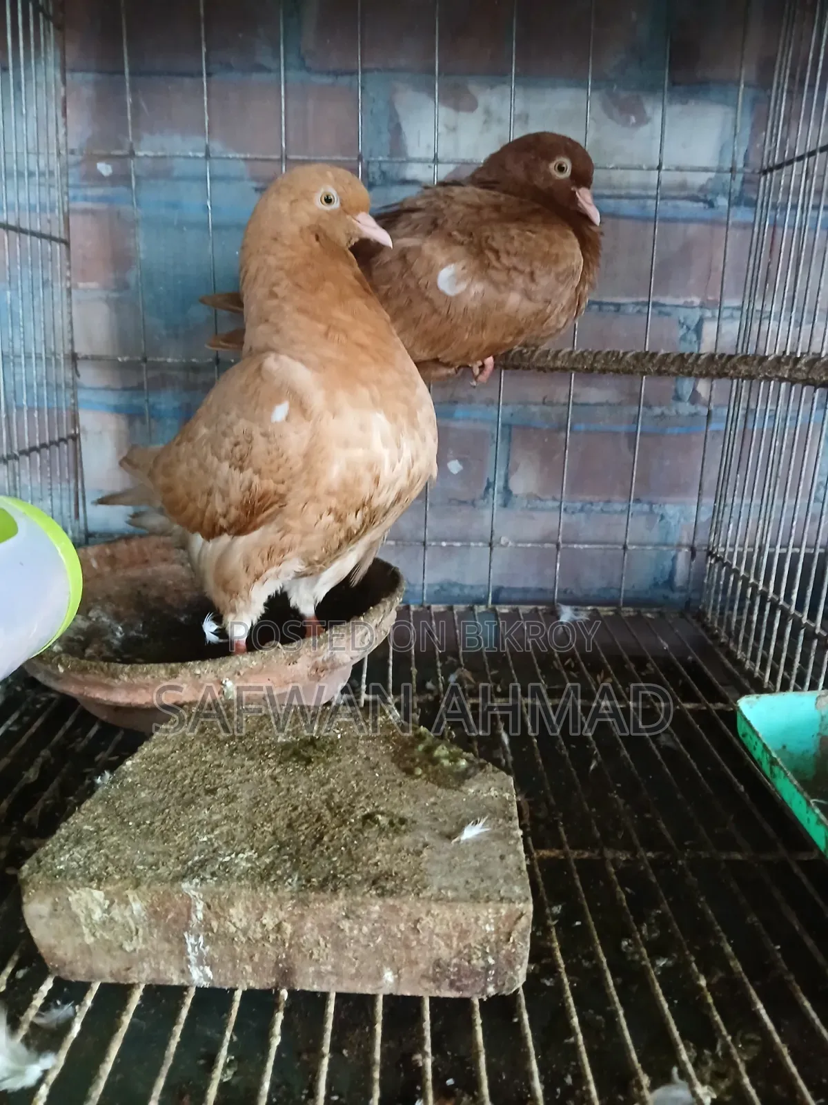 এক জোড়া কিং কবুতর