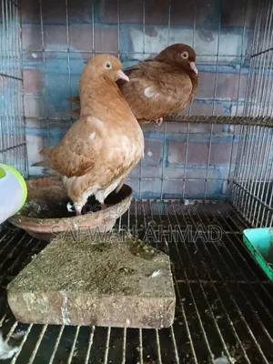 এক জোড়া কিং কবুতর