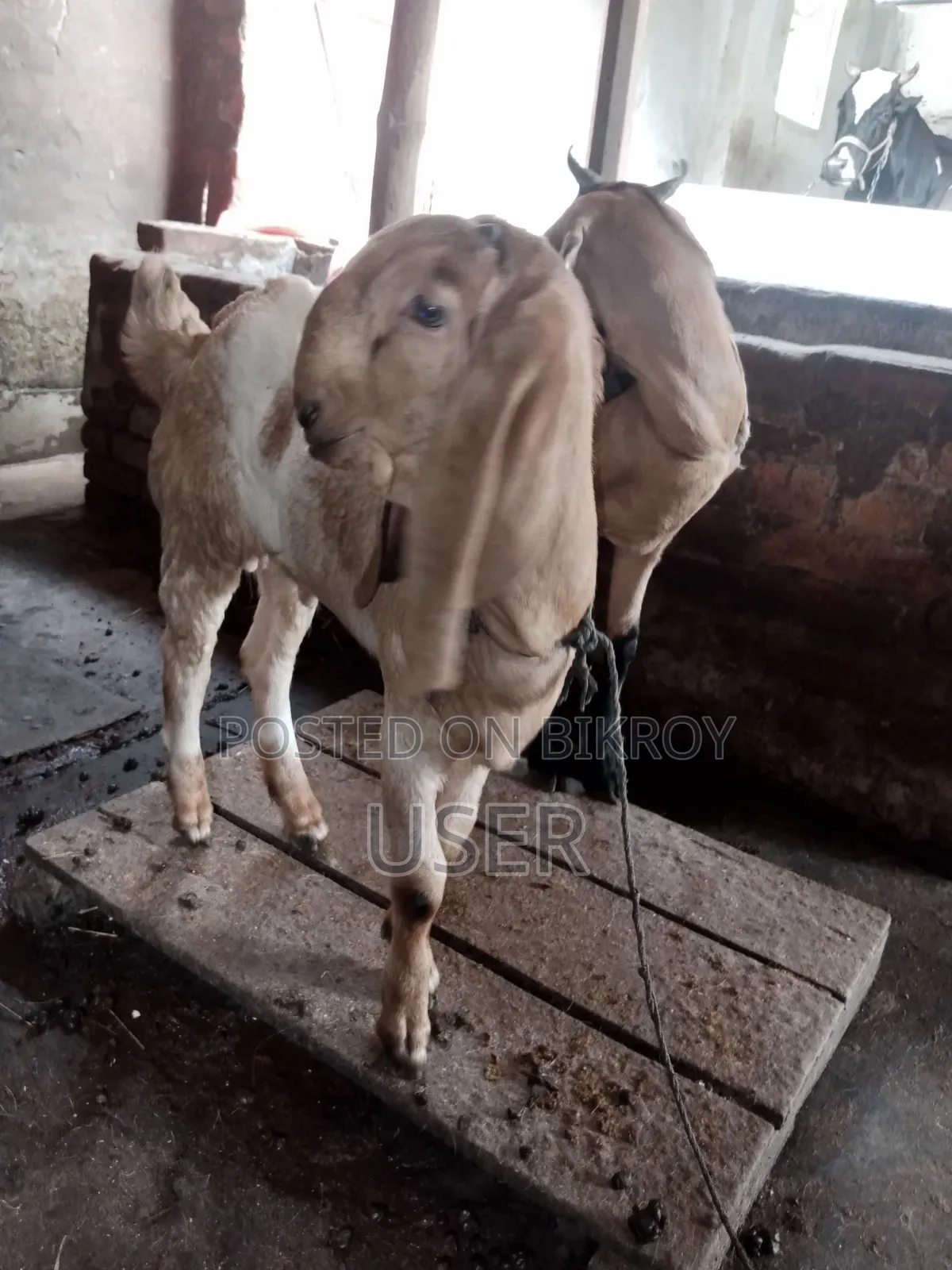 Totapuri Cross Goat with Kid
