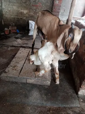 Totapuri Cross Goat with Kid
