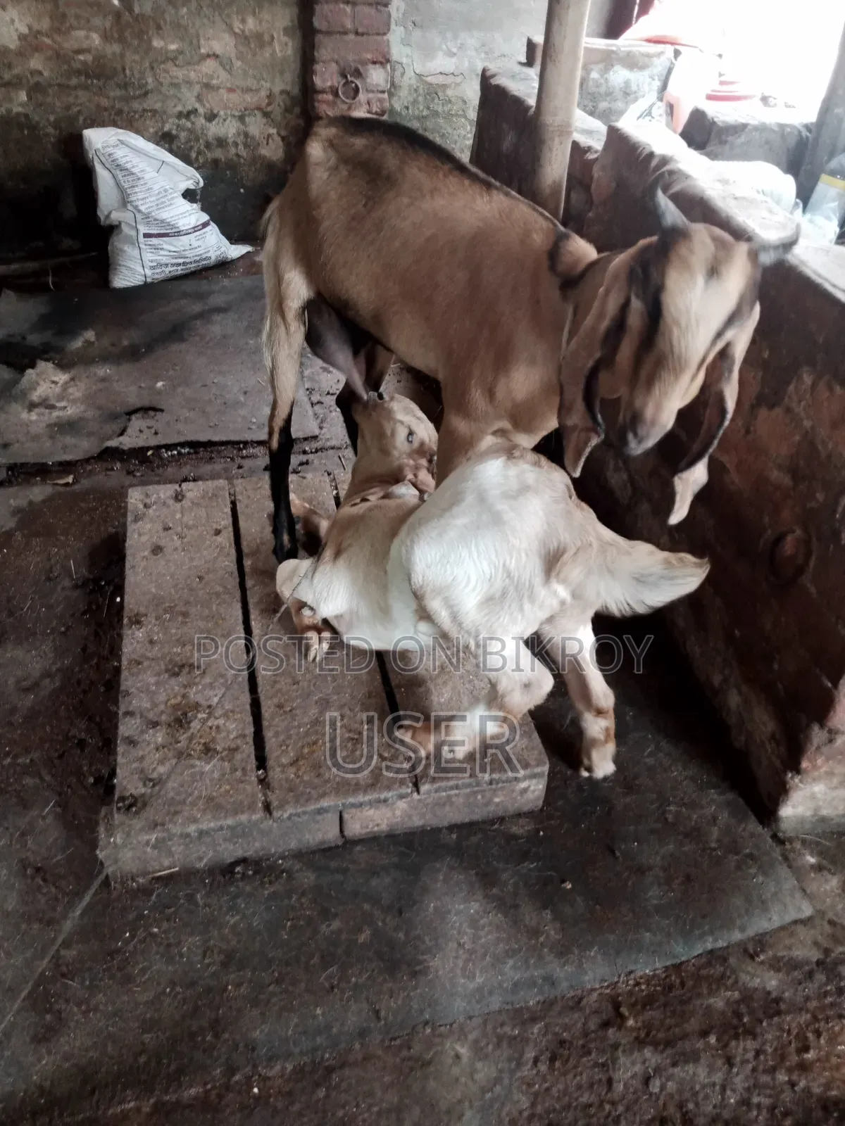 Totapuri Cross Goat with Kid