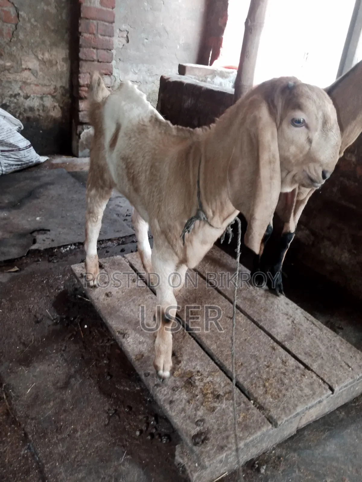 Totapuri Cross Goat with Kid