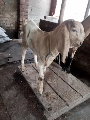 Totapuri Cross Goat with Kid